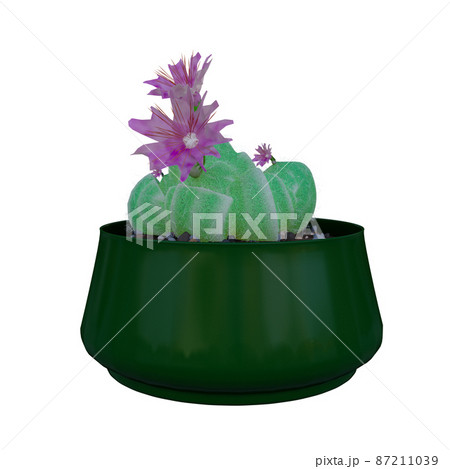 Cactus Plant in pot isolated on white background. 87211039