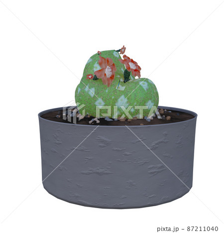 Cactus Plant in pot isolated on white background. 87211040