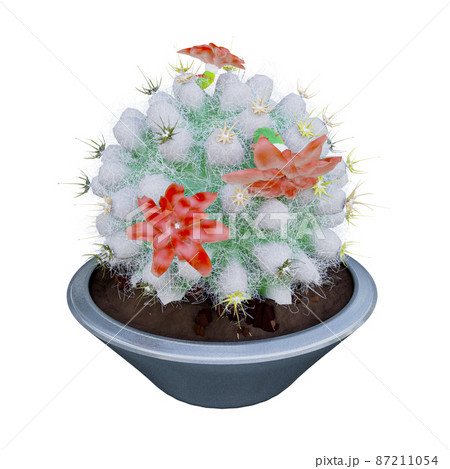 Cactus Plant transparent background. 87211054