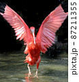 ショウジョウトキ・羽を広げる 87211355