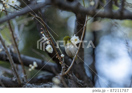 メジロと梅 87211787