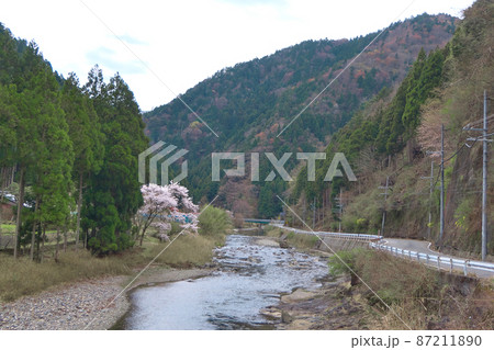 京都市京北地区の上桂川(大堰川)沿い、標高350m付近の桜 京都市京北地区の上桂川(大堰川)沿い、標高350m付近の桜 87211890