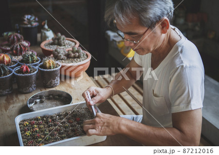 man planting gymnocalycium cactus at home garden 87212016