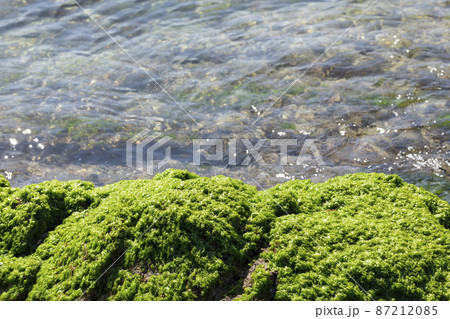 アオサ アオサ 87212085