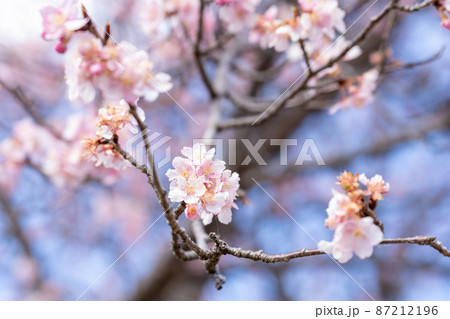 桜の花 87212196