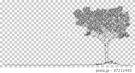 お洒落な手描き線画の一本桜 87212493