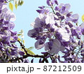 春の陽を浴びる藤の花 87212509