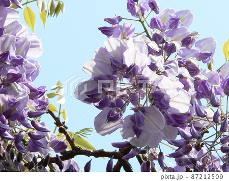 春の陽を浴びる藤の花 春の陽を浴びる藤の花 87212509