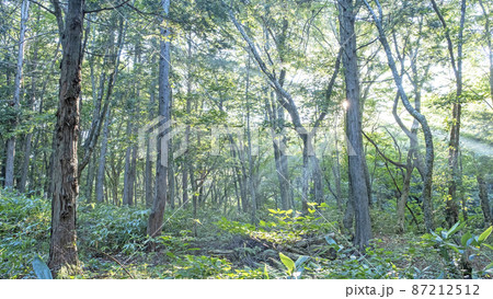 ブナの森　木漏れ日の散歩道　新緑・エコイメージ　(大山） 87212512