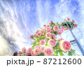 青空に咲き誇る初夏の薔薇タワー 87212600