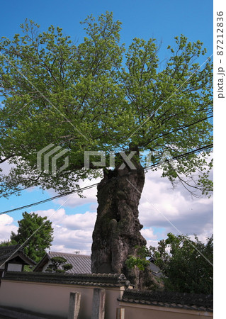 二見の大ムク 五條 奈良 二見の大ムク 五條 奈良 87212836