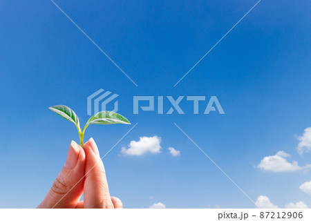 Ecosystem and environment tree sapling in hand concept Ecosystem and environment tree sapling in hand concept 87212906
