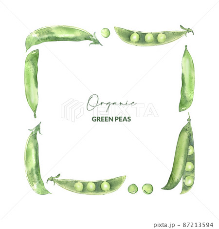 Watercolor pea pods. Illustrated organic food. Border design for menu, receipt, label and packaging. 87213594