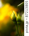 開花を待ちわびるつぼみ 87213805
