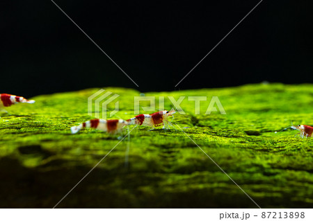 レッドビーシュリンプ　エビ 87213898