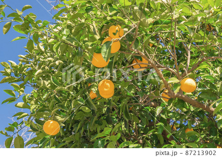夏みかん 夏みかん 87213902