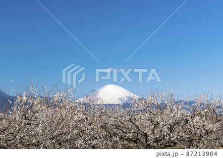 梅園と富士山 87213904