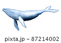 泳ぐ鯨　イラスト　 87214002