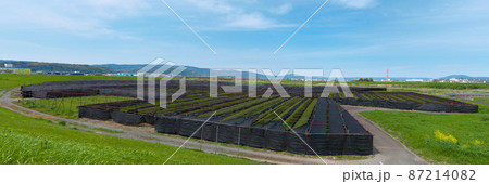 宇治茶収穫前の茶畑全景～寒冷紗の隙間に茶の木が見える 87214082