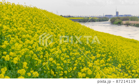 春の景色　川沿い一面に咲く菜の花 87214119