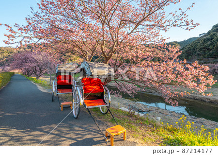南伊豆町 河津桜と人力車 南伊豆町 河津桜と人力車 87214177