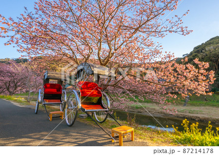 南伊豆町 河津桜と人力車 南伊豆町 河津桜と人力車 87214178