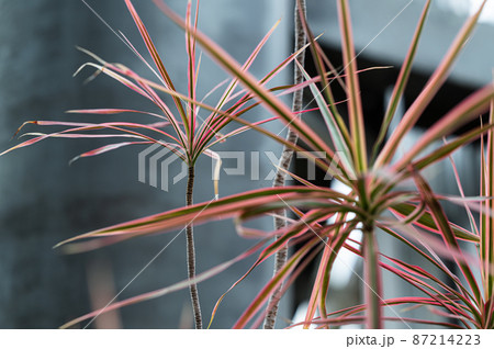 コンシンネ 観葉植物 コンシンネ 観葉植物 87214223