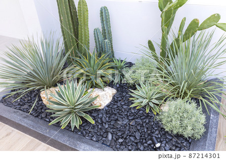 Small gardens with beautiful different green flower and plant in home backyard garden. 87214301
