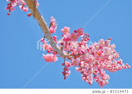 青い空とたくましく伸びる梅の花 青い空とたくましく伸びる梅の花 87214471
