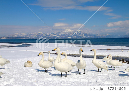 猪苗代湖と白鳥（福島県・湖南町・青松浜） 87214806