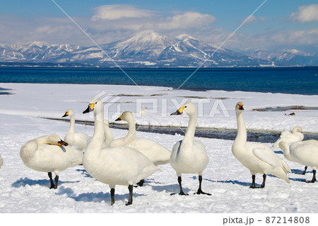 猪苗代湖と白鳥(福島県・湖南町・青松浜) 猪苗代湖と白鳥(福島県・湖南町・青松浜) 87214808