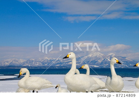 猪苗代湖と白鳥（福島県・湖南町・青松浜） 87214809