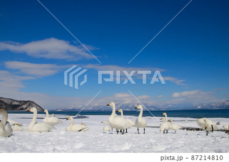 猪苗代湖と白鳥（福島県・湖南町・青松浜） 87214810