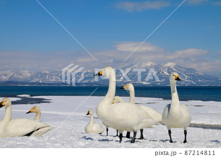 猪苗代湖と白鳥（福島県・湖南町・青松浜） 87214811