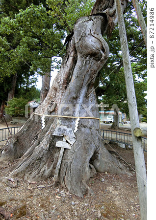 新宮熊野神社の参道に立つ春待ち欅 87214986