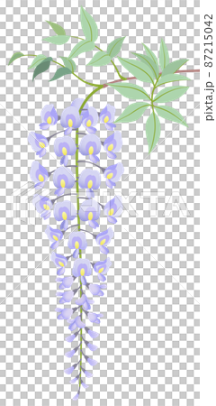 藤　花　白背景 87215042