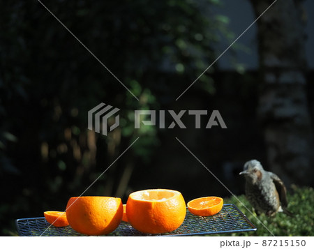 旬の食材ミカンを求めヒヨドリが飛んで来る 旬の食材ミカンを求めヒヨドリが飛んで来る 87215150