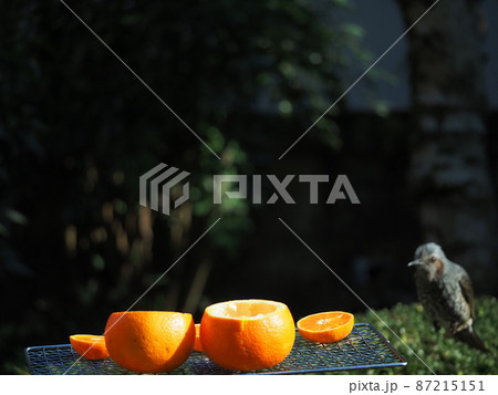 旬の食材ミカンを求めヒヨドリが飛んで来る 87215151