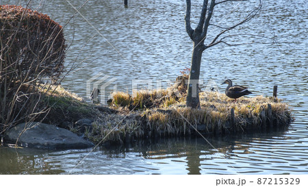 こども自然公園の水鳥 87215329