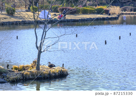 こども自然公園の水鳥 こども自然公園の水鳥 87215330