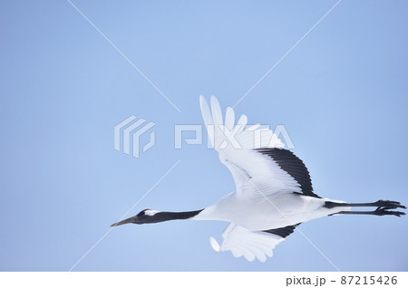青空の下で飛ぶタンチョウ（北海道・鶴居） 87215426