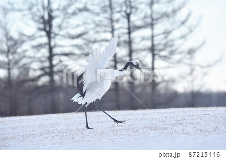 翼を広げて着陸するタンチョウ（北海道・鶴居） 87215446