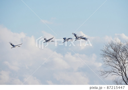 青空を飛ぶタンチョウの群れ（北海道・鶴居） 87215447