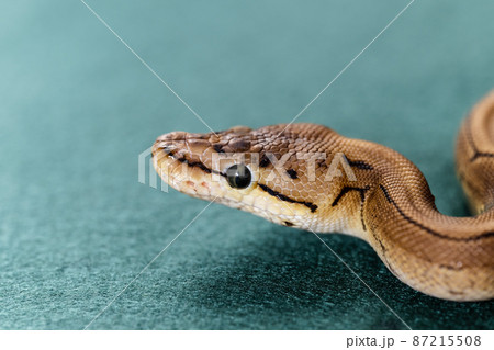 ボールパイソン　ニシキヘビ 87215508