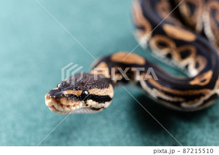 ボールパイソン　ニシキヘビ 87215510