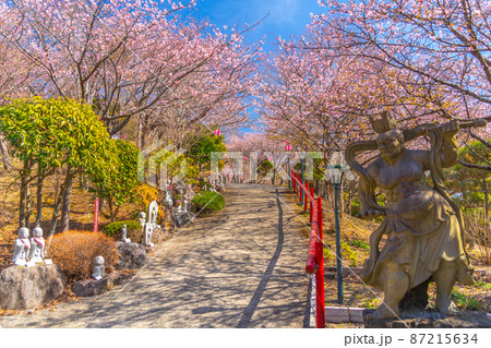 御殿場 桜スポット ありがた山 御殿場 桜スポット ありがた山 87215634