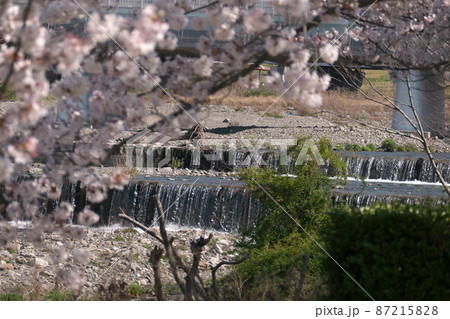 桜の間から見える川の段差の流れ 87215828