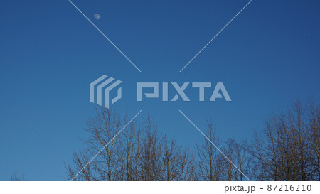 White moon on a background of blue blue sky with black tree branches White moon on a background of blue blue sky with black tree branches 87216210