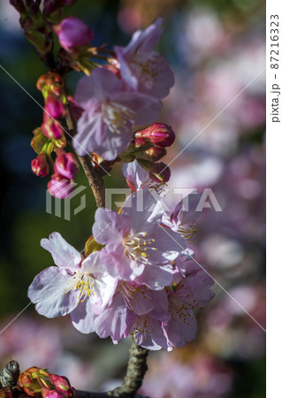 春が来て神奈川県では河津桜の花が開き始めた 春が来て神奈川県では河津桜の花が開き始めた 87216323