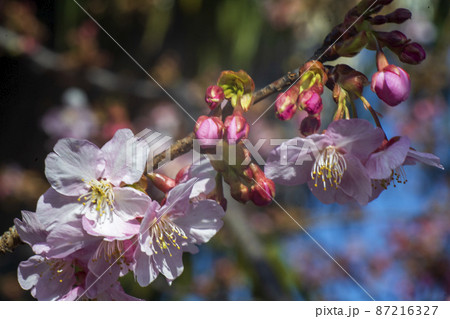 春が来て神奈川県では河津桜の花が開き始めた 87216327